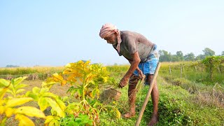 ELEPHANT FOOT YAM RECIPE  how my grandfather collecting our farm fresh vegetable cooking with prawn [upl. by Anelleh]