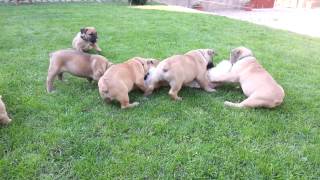 Boerboel puppies playing [upl. by Nnairahs]