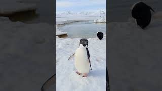 quotAdelie Penguin Adventures Adorable Moments in Antarcticaquot penguin birds wildlife shorts [upl. by Aniral]