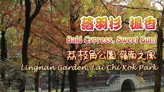 輕輕鬆鬆，紅葉遊蹤 EP04  落羽杉 楓香  荔枝角公園 嶺南之風 Bald Cypress Sweet Gum  Lingnan Garden Lai Chi Kok Park [upl. by Ailama816]