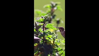 Did You Know Hummingbirds Flap Their Wings Up to 80 Times per Second  Hummingbirds Birds [upl. by Haakon]