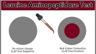 Leucine Aminopeptidase Test LAP Test  Biochemical Test  Microbiology Laboratory Practical [upl. by Nitsyrc]