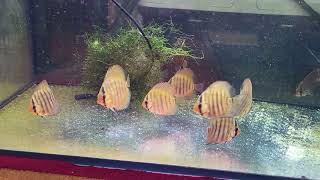 new alenquer discus [upl. by Atnim]