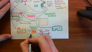 NonHomologous End Joining Part 3 [upl. by Brenner]