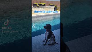 there is only one German Shorthaired Pointer GSP 👈😳🐶new shorts ytshorts viral viralshorts [upl. by Akemit485]