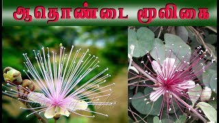 Capparis zeylanicaஆதொண்டையின் வைத்திய முறைகள் [upl. by Ayal]