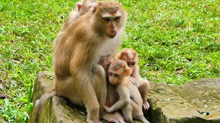 Wonderful moment Luna comfort three babies Lexi Jenifer and Luno at one time [upl. by Anaeco]