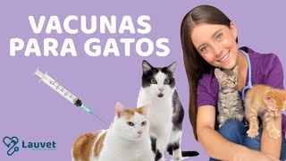 VACUNAS PARA GATOS  Lauvet [upl. by Magavern]