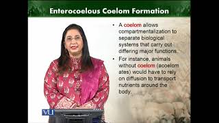 Enterocoelous coelom formation  Animal Diversity Invertebrates Theory  ZOO512TTopic019 [upl. by Yrot416]