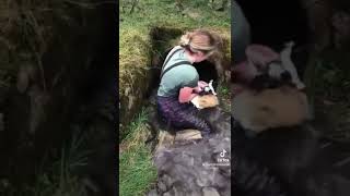 Marian Porters heartwarming rescue of Mule Ewe Lambs [upl. by Kalagher]