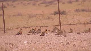 Pin tailed amp Spotted Sandgrouse [upl. by Devona]