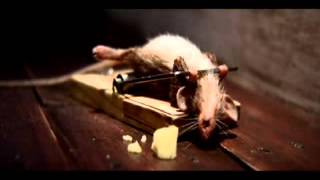 Mouse using mouse trap as benchpress [upl. by Turner]