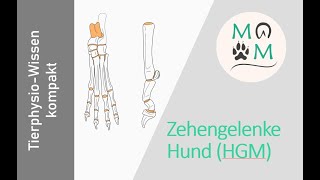 Zehengelenke der Hintergliedmaße des Hundes  einfach und kompakt erklärt [upl. by Miyasawa]