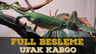 SÜRÜNGENLERİMİZİN HEPSİNİ BESLİYORUM CANLI YEM KARGO [upl. by Kina]