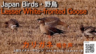 カリガネ鳴き声  Lesser Whitefronted Goose [upl. by Palladin494]