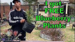 FREE blueberry plants garden gardening [upl. by Corder361]