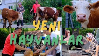 YENİ HAYVANLAR KÖY EKMEĞİ YAPIMI [upl. by Vilma295]