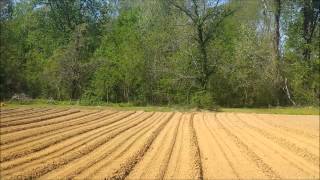 Drawing Rows In The Garden amp Planting Beans 2 [upl. by Marigolda233]