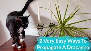 2 Very Easy Ways To Propagate A Dracaena [upl. by Shue3]