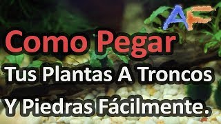 Como Pegar Tus Plantas A Troncos y Rocas En El Acuario  Acuarismo Fácil [upl. by Asseralc47]