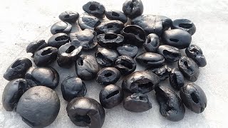 Shaligram stone fourty five different types of shaligram shila collection  gandaki river shaligram [upl. by Kato]