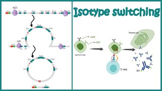 Isotype switching  class switching recombination  Antibody class switching  antibody diversity [upl. by Manning]