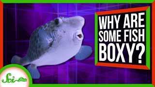 How Does a BoxShaped Fish Swim [upl. by Elysha615]