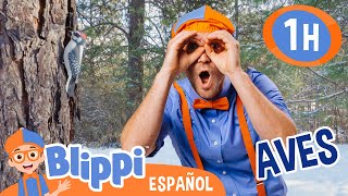 Buscando aves con Blippi 🦜🦅 Blippi Español  Videos educativos para niños  Aprende y Juega [upl. by Rehsu]