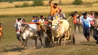 Devarakonda bulls running at Tergaon race [upl. by Phia]