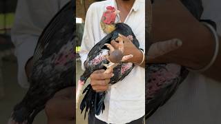 Murge De Pair Ch Chappla Paatia🩴🔥 shorts murga chicken aseel chicks petsvlog punjab [upl. by Enelaehs]