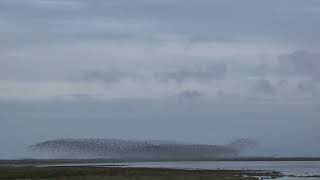 Murmurations Snettisham [upl. by Matthews90]