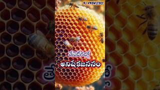 తేనెటీగల్లో అనిషేక జననంParthenogenesis in Bees facts biology animalkingdom sciencefacts [upl. by Latsyrk]