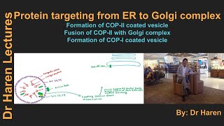 Protein targeting from ER to Golgi body [upl. by Pepito491]