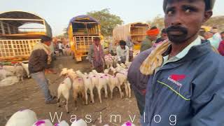 Amingad  sheep  gots  full market video  wasimvlog  Amingad market full video [upl. by Judith]