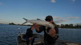 Fishing the Maroochy river with soft plastic and surface lures TrevallyGiant herringQueenfish [upl. by Enelie]