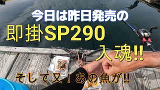 海上釣堀 【水宝】 釣りおじさん 即掛SP290 入魂 [upl. by Gnni684]