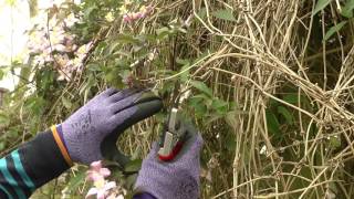 Pruning Clematis [upl. by Ramey]