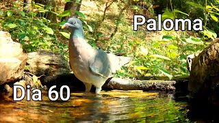 Dia60 Paloma Torcaz [upl. by Polish]