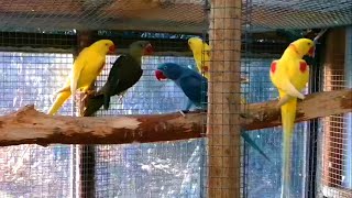 Different Mutations Of Alexandrine Parakeets in Colony [upl. by Ricker]