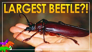 Titan Beetle – Biggest Behemoth Beetle On Earth  Animals EXPLAINED [upl. by Daryn]