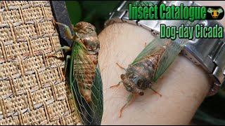 DogDay Cicada  Taking its First Steps Neotibicen canicularis [upl. by Arden]