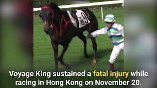 Australian Horse Shatters His Leg and Dies in Hong Kong Race [upl. by Rusell]