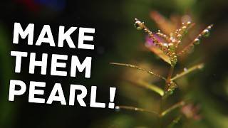 Make Your Aquarium Plants Pearl Like Magic – Heres How [upl. by Tega]