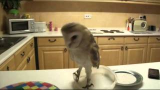 Hedwig The Barn Owl  Acting Tough  Funny [upl. by Valenka]