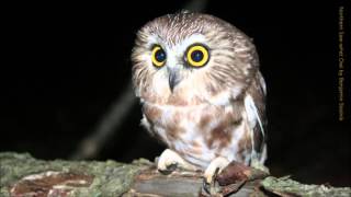 Northern Sawwhet Owl Call [upl. by Llesirg]