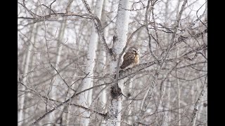 Northern Saw Whet Owls Calling [upl. by Jahdal]