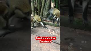 Duasidan Monkey Sanctuary in Bono Region [upl. by Nnyleitak48]