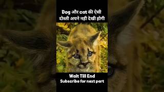 cat dog friendship  movie explained in hindi  shorts movieexplainedinhindi [upl. by Wei955]