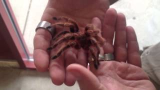 Chilean Fire Hair Tarantula [upl. by Eisteb]