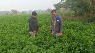 kufri Jyoti potato seed production [upl. by Adam]